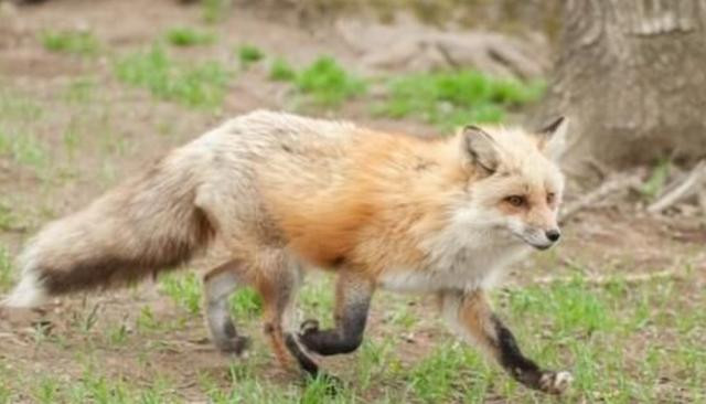 Ngược lại, con cáo cũng thích được ăn thức ăn do người nông dân chuẩn bị cho nó. Khi được ăn, nó tỏ ra vô cùng vui vẻ.