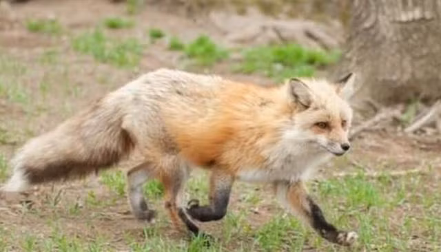 Ngược lại, con cáo cũng thích được ăn thức ăn do người nông dân chuẩn bị cho nó. Khi được ăn, nó tỏ ra vô cùng vui vẻ.