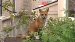 Mỗi ngày trôi qua, con cáo chủ động chạy đến mảnh ruộng của người nông dân, canh gác phần ruộng của ông trong suốt thời gian dài để báo đáp lòng tốt.