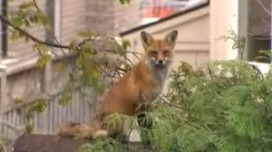 Mỗi ngày trôi qua, con cáo chủ động chạy đến mảnh ruộng của người nông dân, canh gác phần ruộng của ông trong suốt thời gian dài để báo đáp lòng tốt.