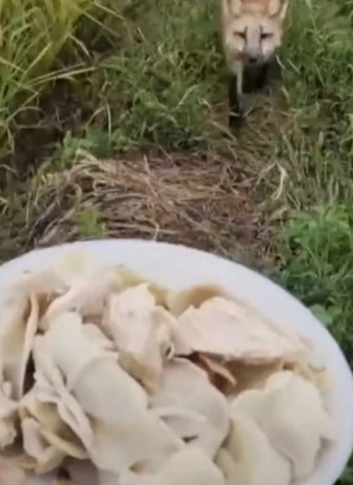 Theo truyền thông Trung Quốc, cách đây vài tháng, một người đàn ông ở tỉnh Hắc Long Giang tìm thấy một con cáo đỏ bị thương trên cánh đồng lúa nhà mình.