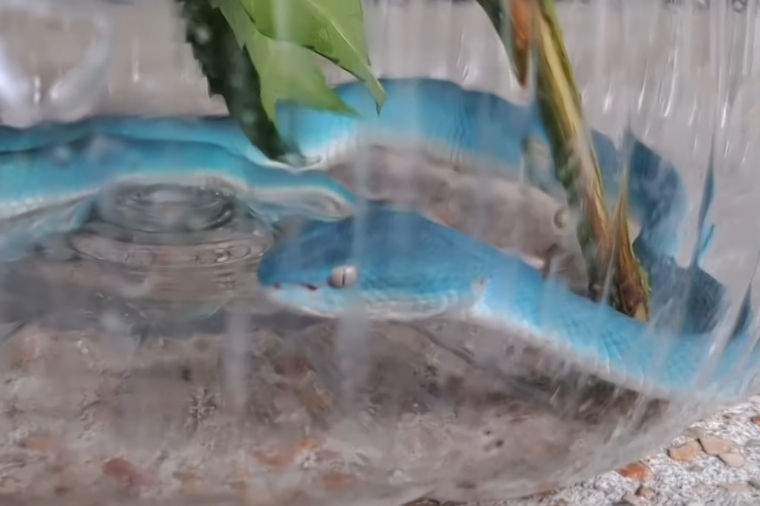 Sau đó, bạn gái của Adisak chia sẻ những bức ảnh trong một nhóm liên quan đến rắn và anh được cư dân mạng cho biết rằng đây là "Rắn xanh Tiffany quý hiếm".