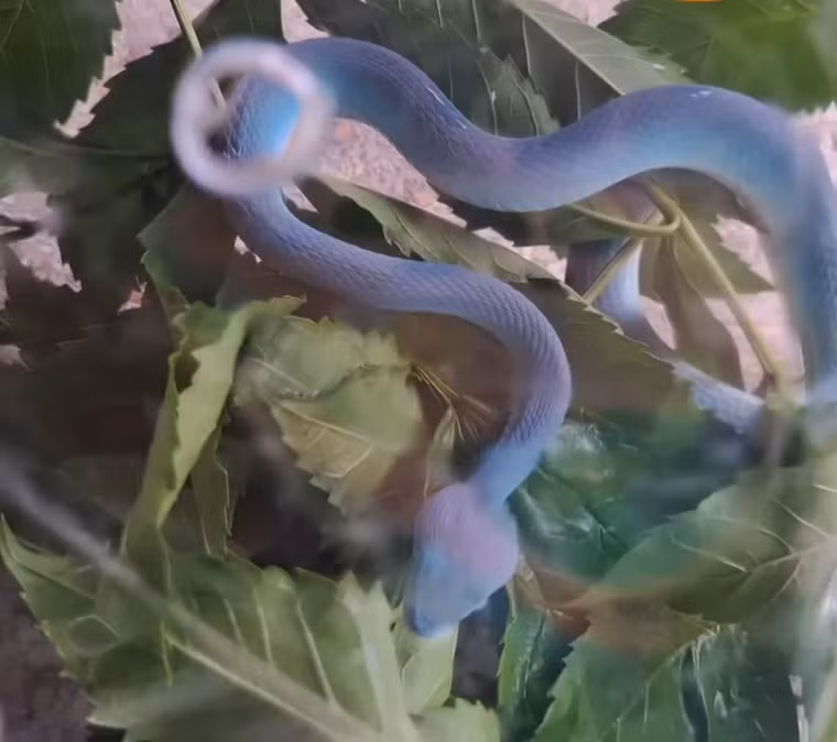 Vốn không hi vọng nhiều, nào ngờ bà Koson thực sự trúng số và nhận được tiền thưởng không nhỏ.