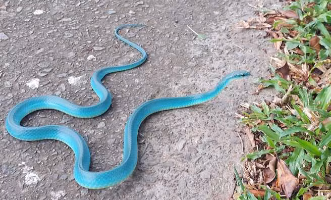 Theo các chuyên gia, "Rắn xanh Tiffany" lẽ ra là một con rắn màu xanh lá cây bình thường, nó chuyển sang màu xanh lam do mất cân bằng sắc tố trong cơ thể.