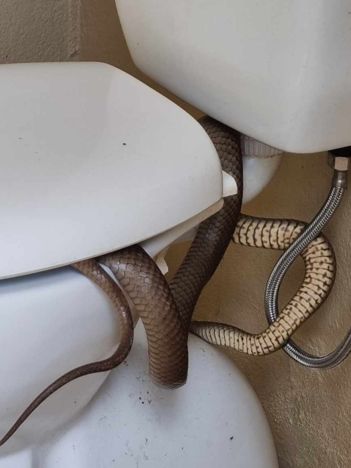 Theo truyền thông địa phương, hai vợ chồng Michael và Dolly Miller cùng con gái 5 tuổi đã đến nghĩa trang Cootamundra để dự đám tang bà ngoại.