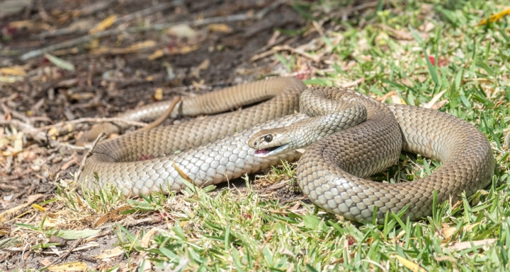 Chưa hết, chúng cũng là loài rắn rất dễ hoảng sợ và có thể cắn nếu bị tiếp cận gần, cầm nắm hoặc bị đe dọa.