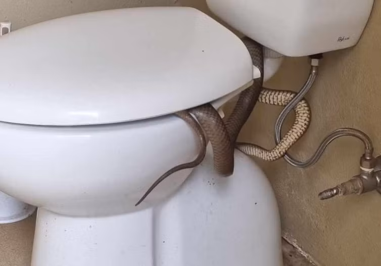 Theo Michael Miller, nếu không chú ý và phát hiện kịp thời, bị loài rắn này tấn công và cắn trúng, anh sẽ là người tiếp theo được gia đình đến thăm viếng ở nghĩa trang này.