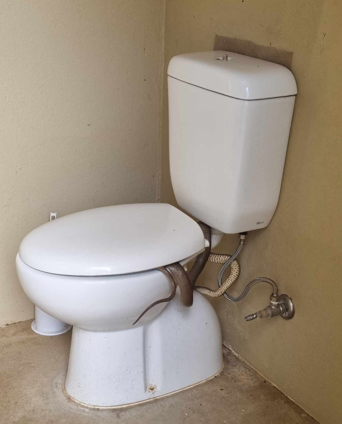 Trước khi chuẩn bị lái xe về nhà, người chồng Michael Miller đi vào nhà vệ sinh trong khu nghĩa trang gần đó để đi vệ sinh. Thế nhưng, vừa mới mở cửa ra, nhìn vào bồn cầu 2 giây, anh lập tức bỏ chạy ra ngoài với khuôn mặt tái mét, tất cả là vì một con rắn nâu phương Đông đang cố thủ trong bồn cầu.