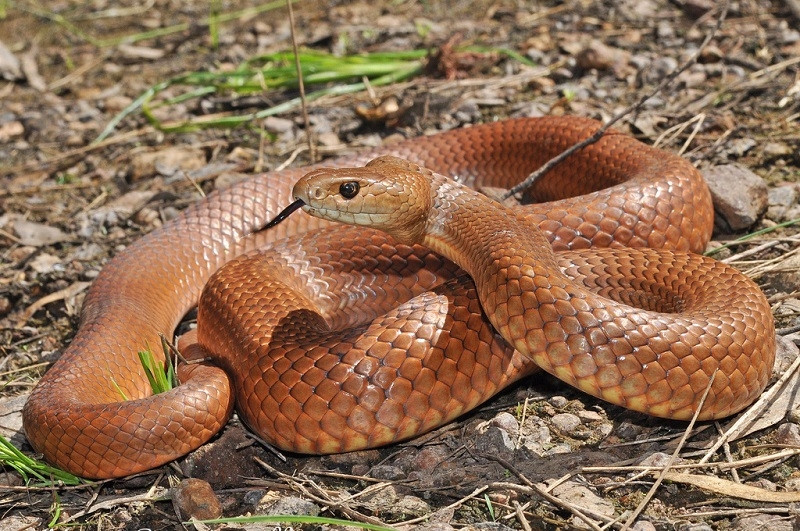 Theo Đơn vị Nghiên cứu Nọc độc Úc của Đại học Melbourne, rắn nâu phương Đông có nọc độc mạnh thứ hai trên thế giới.