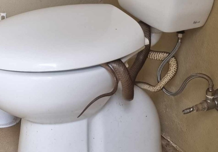 Theo Michael Miller, nếu không chú ý và phát hiện kịp thời, bị loài rắn này tấn công và cắn trúng, anh sẽ là người tiếp theo được gia đình đến thăm viếng ở nghĩa trang này.