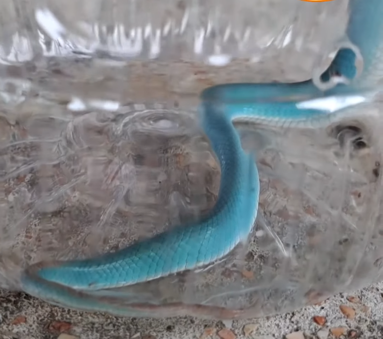 Các chuyên gia cũng nhắc nhở rằng dù "Rắn xanh Tiffany" có vẻ ngoài tươi sáng, hấp dẫn và hiếm gặp nhưng bạn vẫn phải nhớ rằng nó là loài động vật hoang dã, có độc và không được xem nhẹ, chủ quan khi gặp nó.