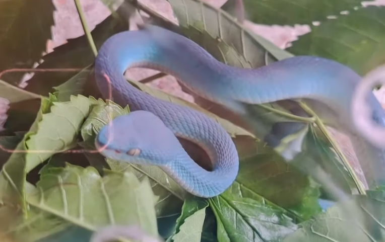 Cho đến ngày hôm sau, bà Koson vô cùng ngạc nhiên khi phát hiện con rắn vẫn còn ở trong vườn, không có ý định rời đi.