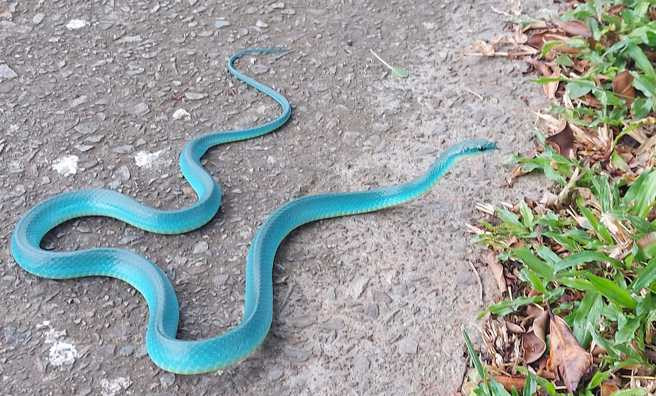 Theo các chuyên gia, "Rắn xanh Tiffany" lẽ ra là một con rắn màu xanh lá cây bình thường, nó chuyển sang màu xanh lam do mất cân bằng sắc tố trong cơ thể.