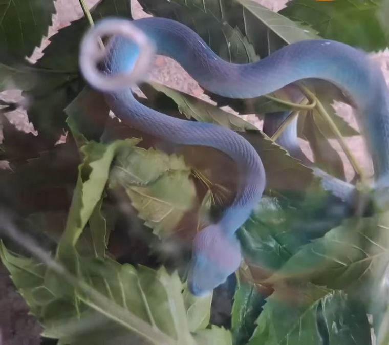 Vốn không hi vọng nhiều, nào ngờ bà Koson thực sự trúng số và nhận được tiền thưởng không nhỏ.