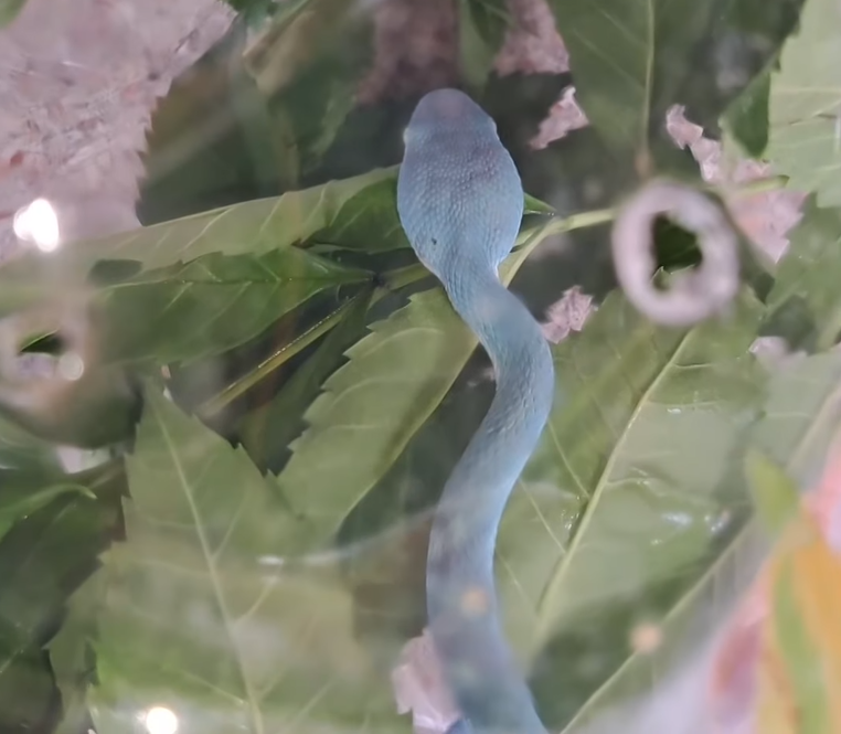 Người cháu trai 27 tuổi Adisak được phỏng vấn cho biết, hôm đó anh đến nhà dì Koson để giúp cắt cỏ, ban đầu khi dì phát hiện rắn xanh kỳ lạ, anh còn tưởng hàng rào có một sợi dây rối, sau khi kiểm tra cẩn thận mới phát hiện ra đó là rắn xanh. Tuy nhiên, vì gặp rắn nhiều lần, anh chỉ chụp ảnh lại và tiếp tục làm việc.