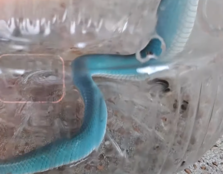 Nhìn kỹ thì bà thấy thân hình uốn éo của con rắn liên tục chuyển hình thành số 1 và số 2.