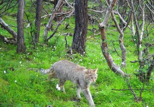 Không ngờ khi phân loại dữ liệu camera hồng ngoại, các nhân viên đã bất ngờ phát hiện ra chú mèo núi rất đẹp, cực hiếm. Loài mèo núi này còn được gọi là mèo hoang mạc.