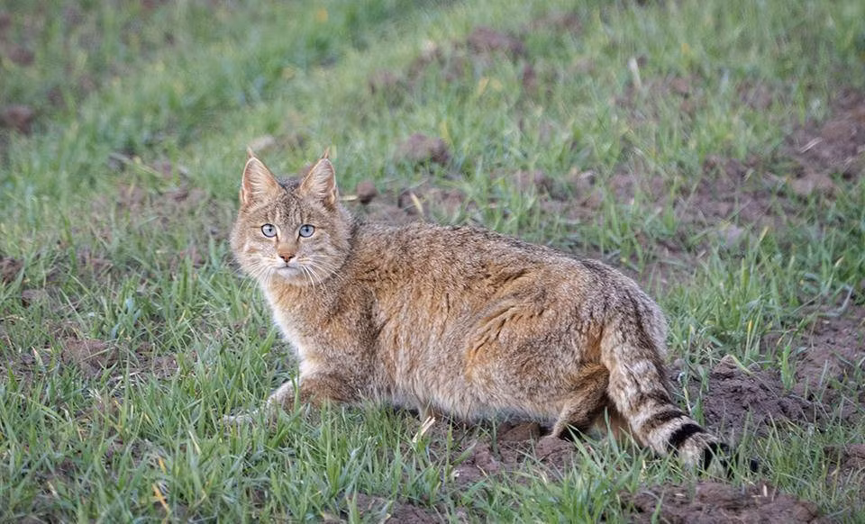 Phát hiện lần này có ý nghĩa rất lớn đối với giới nghiên cứu, các chuyên gia đều cho rằng cần tăng cường công tác bảo tồn loài động vật này.