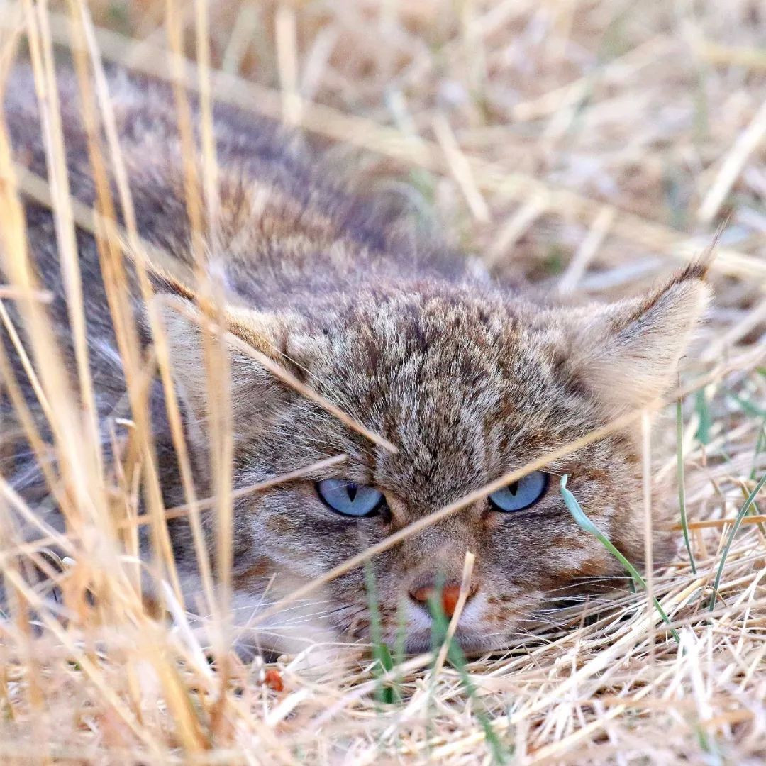 Chúng cực hiếm khi được tìm thấy và có ý nghĩa học thuật rất cao. Nhiều chuyên gia còn gọi mèo núi hoang dã là linh thú.