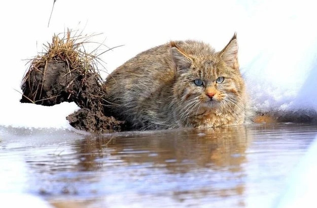 Tai của mèo hoang mạc nhọn và có một chùm lông đen ở đầu tai, giống mèo rừng Châu Phi, nhưng khác với tai tròn của mèo rừng Olin (mèo rừng Châu Âu) và mèo rừng Châu Á.