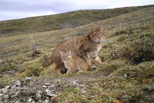 Đối với mèo hoang mạc sống trên núi cao, chiếc đuôi to giống như một chiếc chăn bông ấm áp, khi cuộn tròn lại, chiếc đuôi có thể trùm kín cơ thể để giữ ấm.