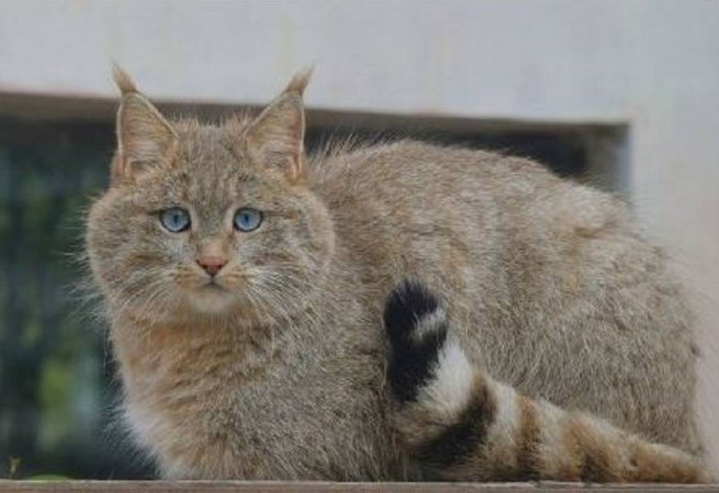 Thú vị ở chỗ, khi con mèo núi hoang này mới xuất hiện, nó không được chú ý lắm vì dáng dấp hệt như một con mèo béo lang thang.