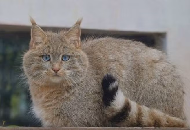 Thú vị ở chỗ, khi con mèo núi hoang này mới xuất hiện, nó không được chú ý lắm vì dáng dấp hệt như một con mèo béo lang thang.