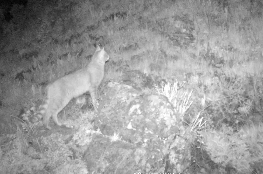 Đó là do môi trường sống của mèo hoang mạc và mèo rừng Châu Phi thoáng đãng hơn, nên những chùm lông này có tác dụng hỗ trợ thính giác.