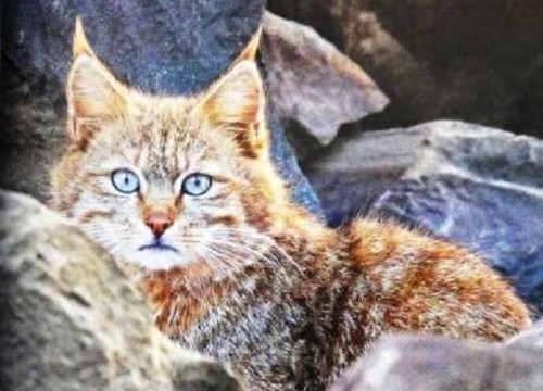 Khu thắng cảnh sông băng Đạt Cổ cùng cục quản lý khu thắng cảnh đã tổ chức tái chế các thước phim do camera hồng ngoại ghi lại để khảo sát các loài động vật có vú cỡ lớn và vừa trong khuôn khổ bảo tồn trọng điểm quốc gia cấp hai ở Trung Quốc đại lục.