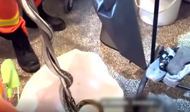 Cảm thấy sự nguy hiểm, con rắn trở nên hung dữ vô cùng, cố gắng tấn công những người lính cứu hoả.