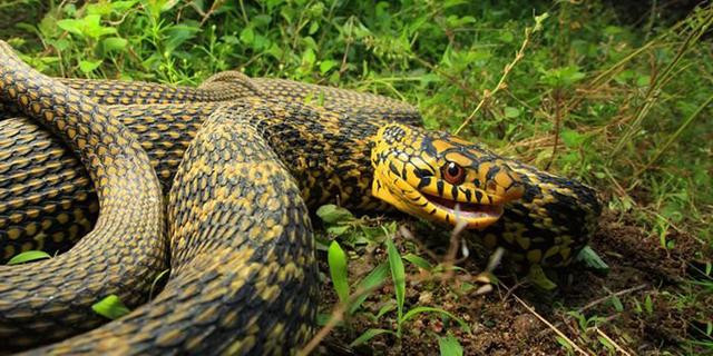 Loài rắn này cũng nằm trong họ rắn nước, không có nọc độc nhưng khá hung dữ.