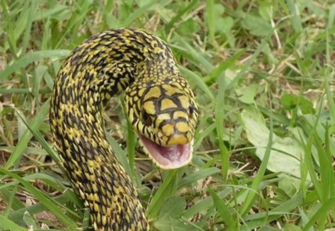 Theo tìm hiểu, rắn vương cẩm xà còn có tên là rắn sọc gờ, tên khoa học là Elaphe carinata, có kích thước tương đối lớn, chiều dài cơ thể từ 1 mét đến 2 mét.