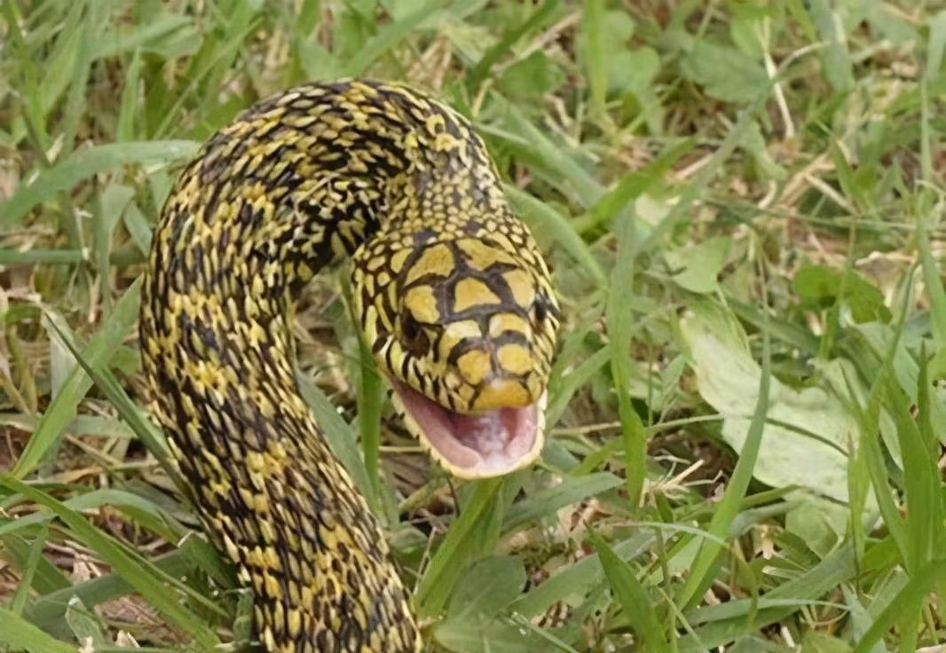 Theo tìm hiểu, rắn vương cẩm xà còn có tên là rắn sọc gờ, tên khoa học là Elaphe carinata, có kích thước tương đối lớn, chiều dài cơ thể từ 1 mét đến 2 mét.