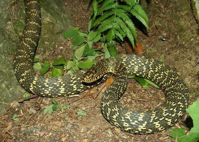 Cô Lý cũng cho biết thêm, cách đây hai tháng, hàng xóm kể với cô rằng họ nhìn thấy một con rắn lớn đang bò về phía nhà cô.