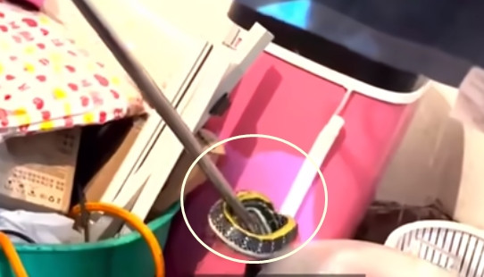 Bị động, con rắn nhìn thẳng vào mắt cô Lý với thái độ thù địch, cảnh giác. Vì quá sợ hãi, cô Lý lập tức chạy ra khỏi phòng, nhảy lên ghế sofa và gọi cảnh sát đến giúp đỡ.