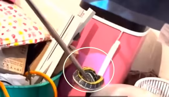 Bị động, con rắn nhìn thẳng vào mắt cô Lý với thái độ thù địch, cảnh giác. Vì quá sợ hãi, cô Lý lập tức chạy ra khỏi phòng, nhảy lên ghế sofa và gọi cảnh sát đến giúp đỡ.