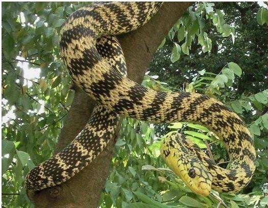 Tuy nhiên, vì không thấy con rắn xuất hiện nên cô Lý không quá để tâm. Nào ngờ, con rắn lại ẩn mình trong máy giặt cũ nhà cô lâu như vậy.