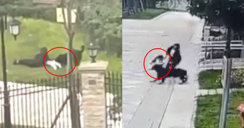 Dang choi duoi chung cu, be 2 tuoi bi cho can da man