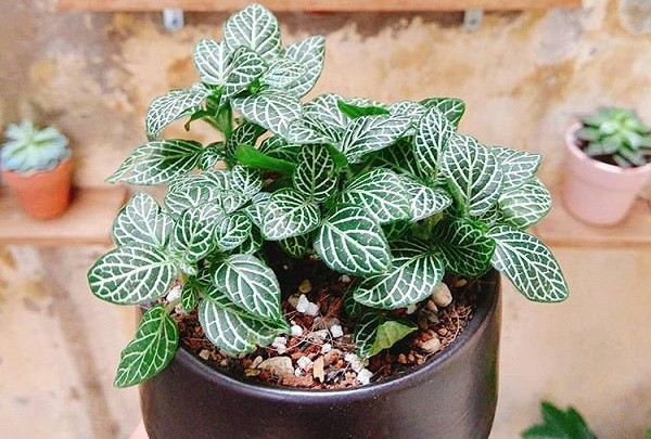 Tai sao moi nguoi menh Hoa nen so huu 1 cay cam nhung?-Hinh-2