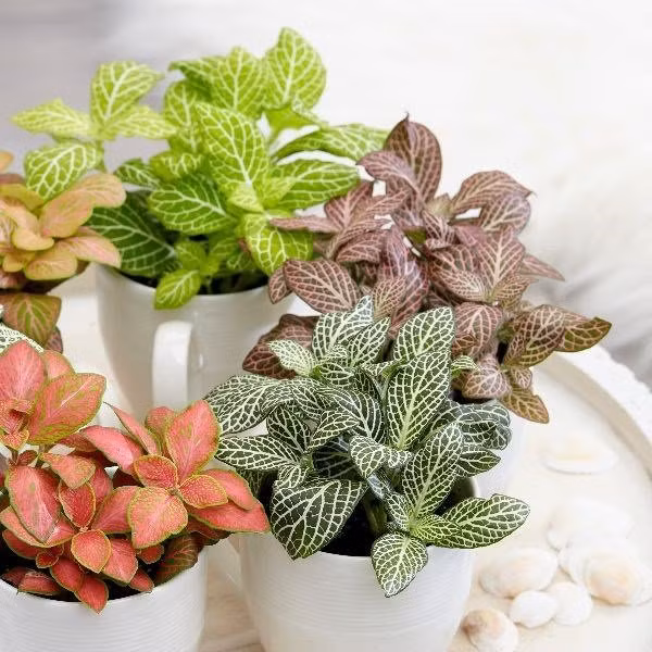 Tai sao moi nguoi menh Hoa nen so huu 1 cay cam nhung?