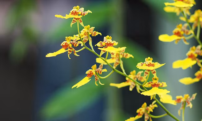 Những cánh Vũ nữ trong vườn lan của ông nông dân Hà Thành.