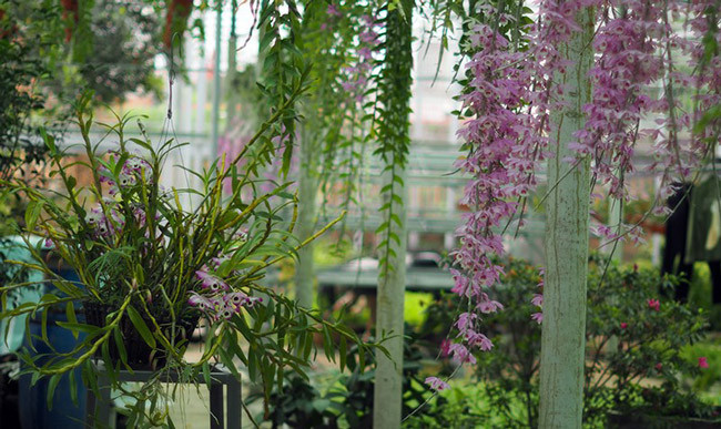 Vốn là một làng có nghề trồng và cung cấp cây xanh cho Hà Nội, ông bắt đầu nhân rộng và kinh doanh thêm “niềm đam mê” của mình. 