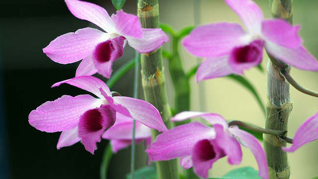 “Đấy là giá của những thân giống lan bình thường, còn loại đột biến thì vô giá, có khi lên đến vài trăm triệu/cây” - ông Bình cho biết thêm. 