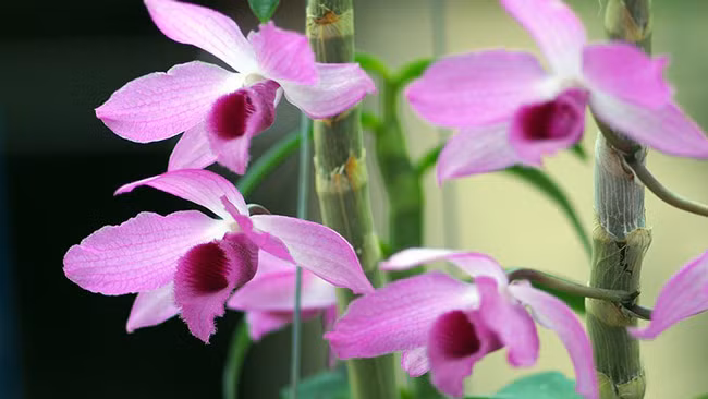 “Đấy là giá của những thân giống lan bình thường, còn loại đột biến thì vô giá, có khi lên đến vài trăm triệu/cây” - ông Bình cho biết thêm. 