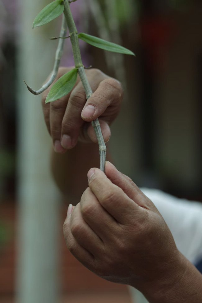 Mất ngủ để tách cây giống. 