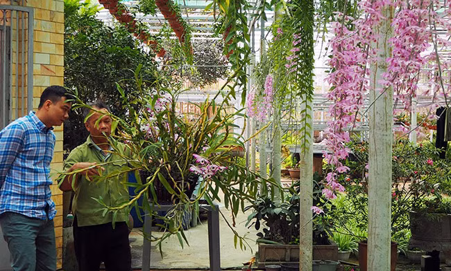 Chỉ vào một giỏ Phi điệp, ông Bình chia sẻ: “Vừa chơi, vừa làm kinh tế. Từng loài và từng loại giống đều có giá riêng, nhưng trung bình từ 800 nghìn đến 1,5 triệu/cây giống”