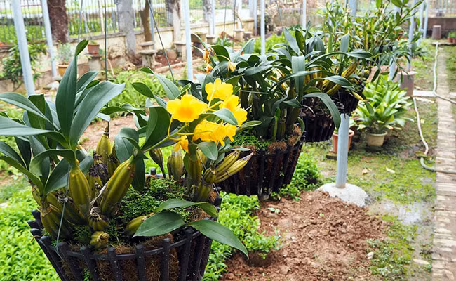 “Sau khi hoàn thành nghĩa vụ quân sự, trở về nhà chẳng có gì ngoài mấy giỏ phong lan mang về, thế là cứ chăm sóc. Có lần nằm viện, nhà khó khăn nên vợ tôi bán đi 1 giỏ. Ai ngờ được những 800 nghìn đồng” - ông Bình nói. 