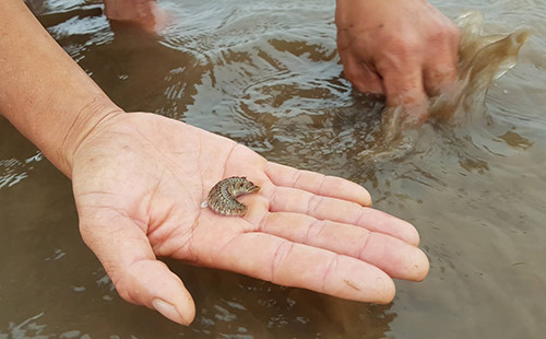 Loài vật này có thể ăn trọn cả con ngao giống đã to bằng khoảng đầu đũa. Thời điểm xuất hiện nhiều nhất là khi thời tiết giao mùa, khí hậu ấm từ tháng 2 đến tháng 4 dương lịch. Những năm trước, loài sâu biển này ít xuất hiện và gây ảnh hưởng không đáng kể, nhưng năm nay số lượng xuất hiện rất nhiều, gây hại trên diện tích lớn.