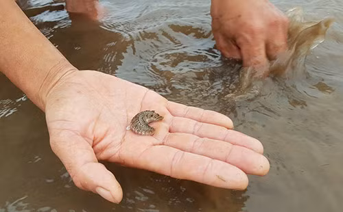 Loài vật này có thể ăn trọn cả con ngao giống đã to bằng khoảng đầu đũa. Thời điểm xuất hiện nhiều nhất là khi thời tiết giao mùa, khí hậu ấm từ tháng 2 đến tháng 4 dương lịch. Những năm trước, loài sâu biển này ít xuất hiện và gây ảnh hưởng không đáng kể, nhưng năm nay số lượng xuất hiện rất nhiều, gây hại trên diện tích lớn.