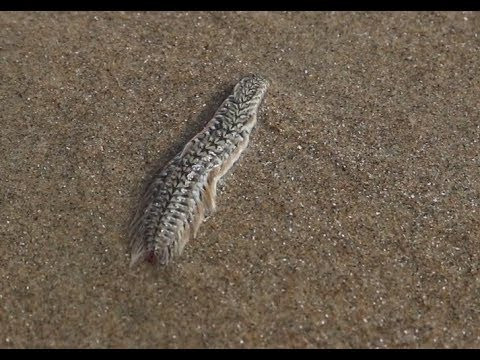 Một số hình ảnh được người dân chia sẻ về Sâu biển.